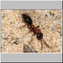 Methocha ichneumonides - Trugameise w02 8mm.jpg